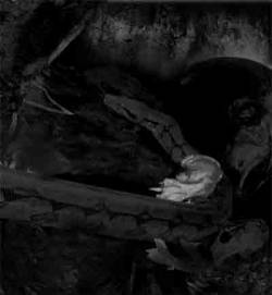 Vulturine : Ossos...Òdio & Angústia